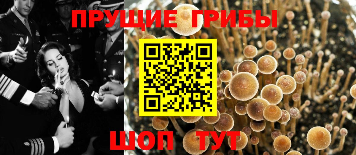 сколько стоит  Псилоцибиновые грибы Cubensis  Вход с VPN  Чехов 